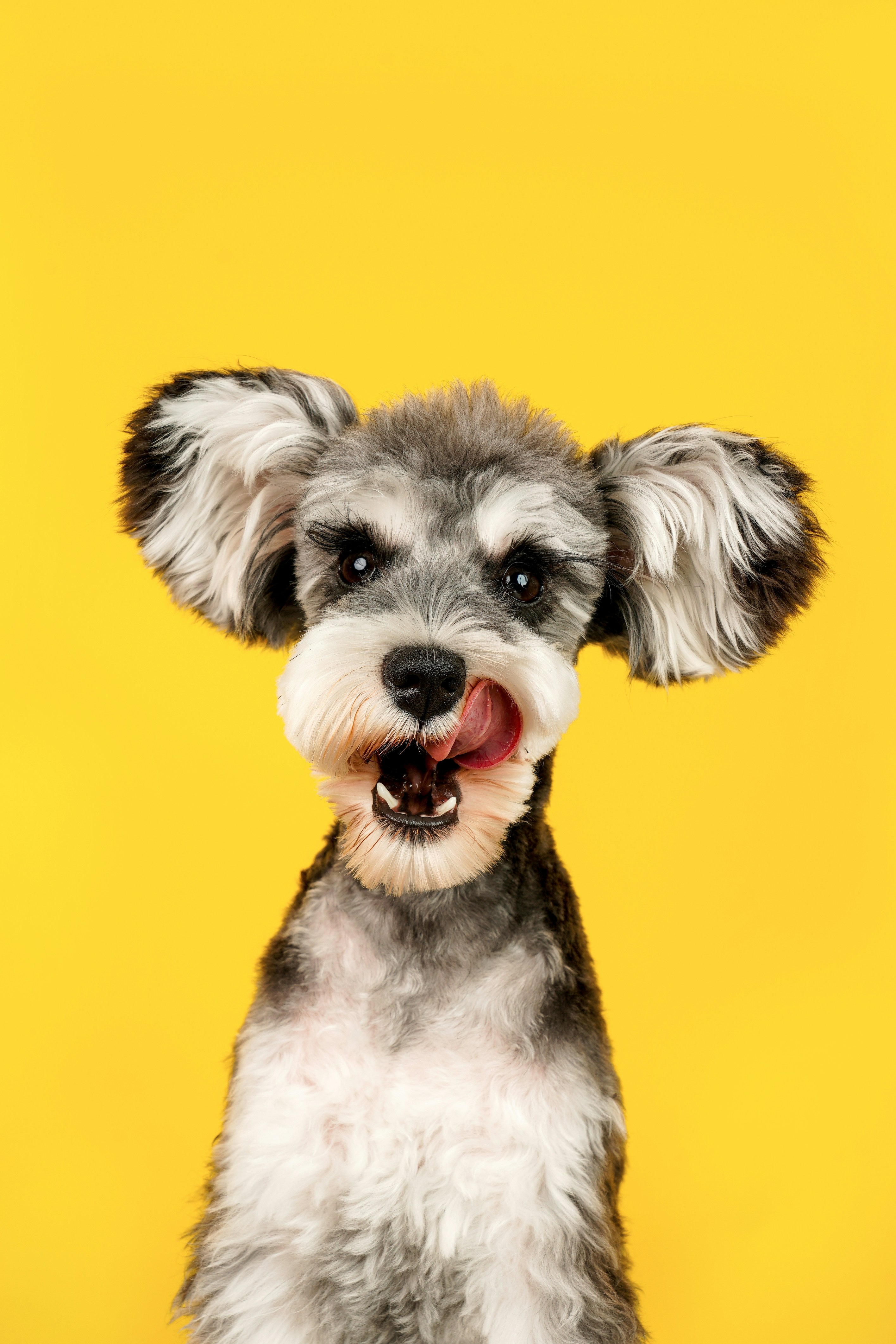 Pet feliz no condomínio